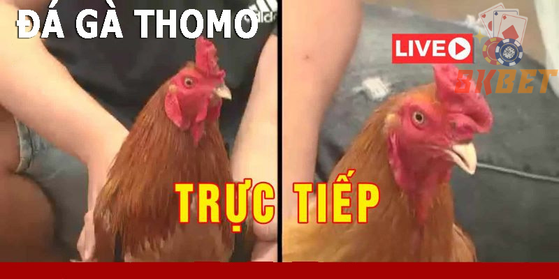 Đá gà Thomo được mọi người yêu thích